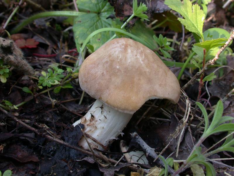 Piccola escursione (Calocybe gambosa)